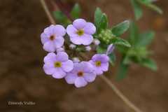 Androsace lanuginosa